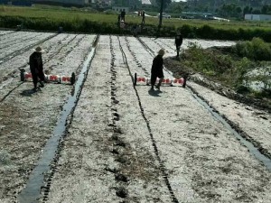 Rice direct seeding machine, paddy direct seeder