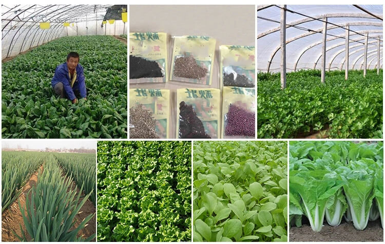 vegetable seedling planter onion seeder